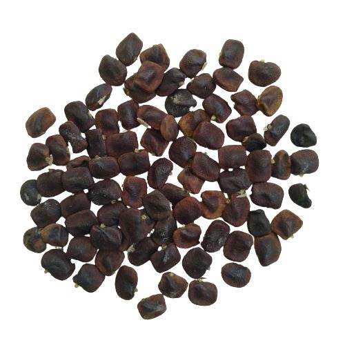 aparajita flower seeds Aparajita Clitoria Ternatea Butterfly Pea Any Color Flower Hybrid Seed