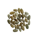 Artichoke Green Globe seeds | Exotic Vegetable Seeds