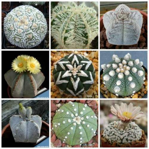 Astrophytum Cactus Mix Seeds - Pack of 10 Seeds