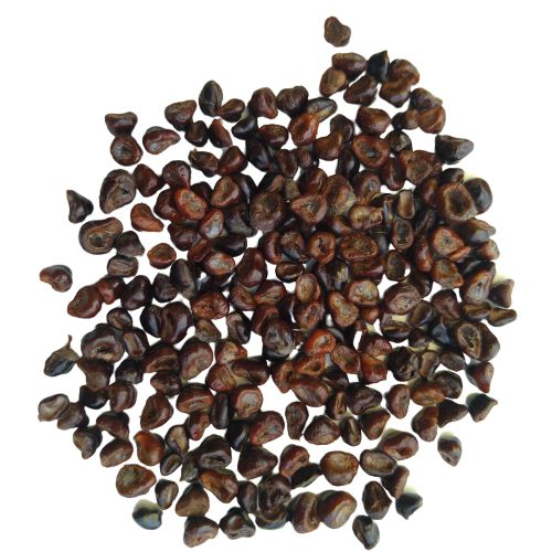 Astrophytum Cactus Mix Seeds