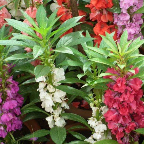 Balsam Mixed Color Flower Seeds