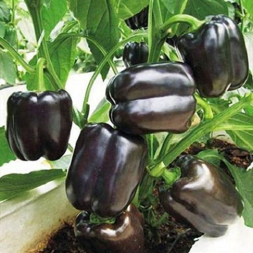 Capsicum Purple Black F1 Hybrid Shimla Mirch | Vegetable Seeds