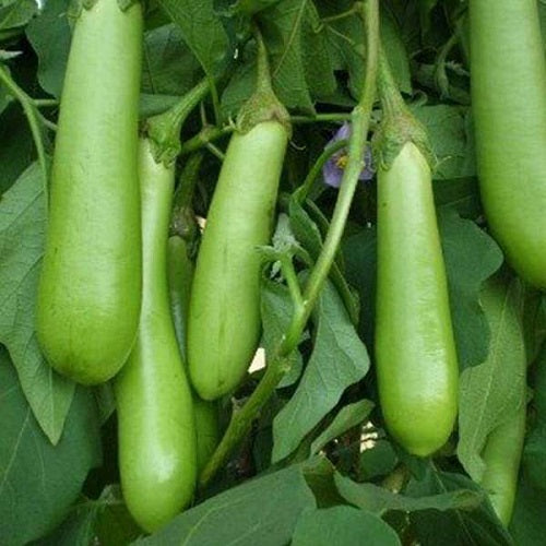 Brinjal Long Green Vegetable Seeds