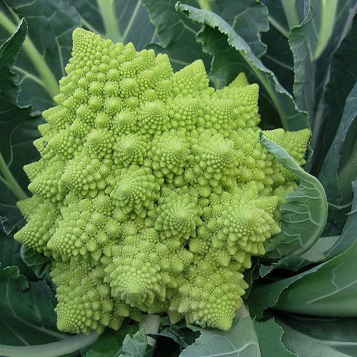 Broccoli Romanesco Exotic Vegetable Seeds