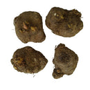 Caladium Any Color Flower Bulb