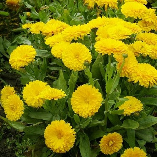 Calendula Bon Bon Yellow Colors Flower Seeds