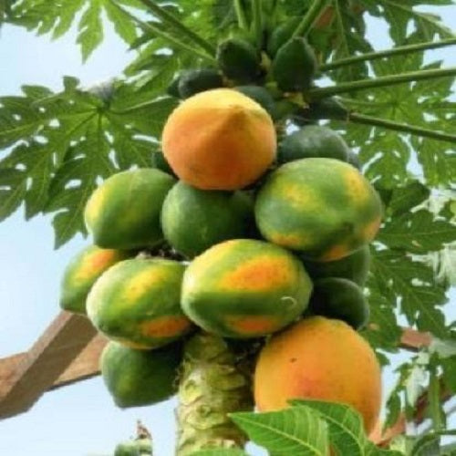 Papaya F1 Hybrid Nanha Munha Seeds | Fruit Seeds
