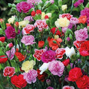 Carnation Giant Chabaud Mixed Color | Flower Seeds