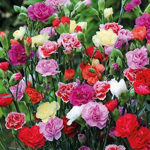 Carnation Giant Chabaud Mixed Color | Flower Seeds