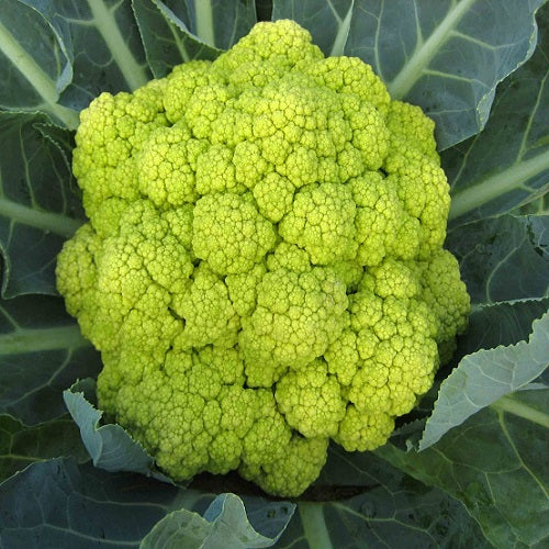 Cauliflower Verde Di Macerata | Exotic Vegetable Seeds