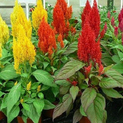 Celosia Pulmosa Mixed Color Flower Seeds