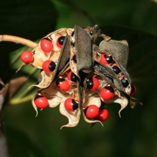 Red Gunja Seeds Chirmi Gurinvida Beads Ratti Gumchi  | Herb Seeds