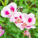 Godetia / Clarkia Mix Color Flower Seeds