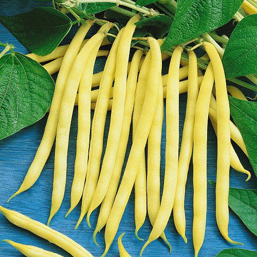 Climbing Beans Golden Wax | Exotic Vegetable Seeds