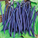 Climbing Beans Violette | Exotic Vegetable Seeds