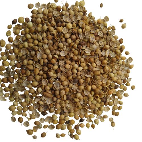 Coriander Dhania F1 Hybrid Seeds | Herb Seeds