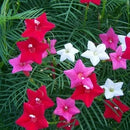 Cypress Vine Creeper Plant Any Color Flower Seeds