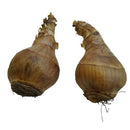 Nargis Daffodil Any Color Flower Bulb