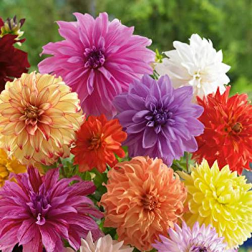 Dahlia Mix Color Flower Bulbs | Pack Of 2 Bulbs