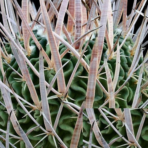Echinofossulocactus Caespitosus Flower Cactus Seeds (Set of 10 Seeds)