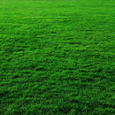 Imported English Tuff Grass