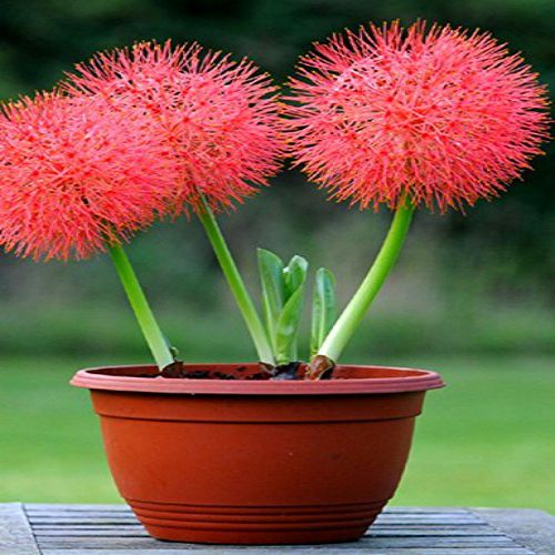 Football Lily Haemanthus Pink Bulb