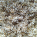 Gazania Mixed Color Flower Hybrid Seeds