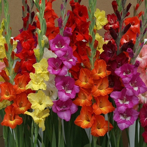 Gladiolus Mix Color Flower Bulb | Pack of 02 Bulbs