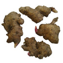 Hedychium Butterfly Ginger Lily Any Color Flower Bulbs