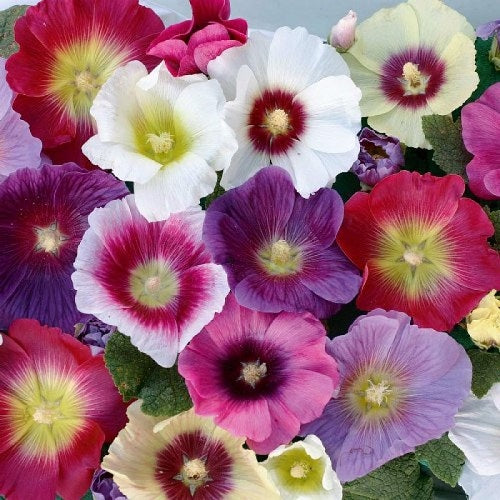 Giant Hollyhock Mixed Colors Seeds - 50 Seeds, Hardy Perennial, Easy To Grow (USA Seller)
