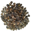 Hollyhock Mixed Colors Flower Seeds