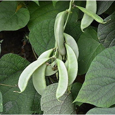 Hyacinth Beans Sem Fali Dwarf | Vegetable Seeds