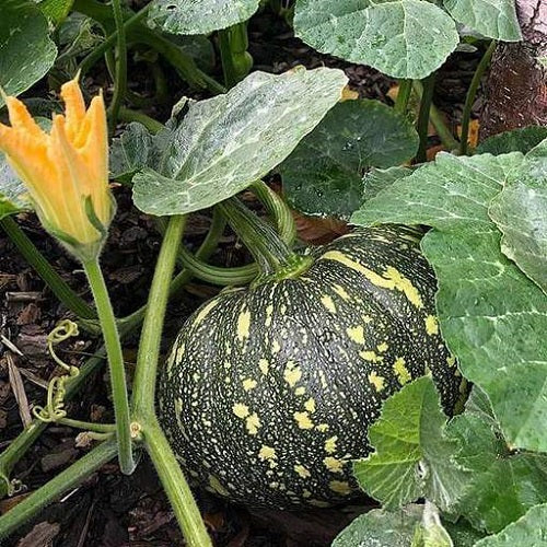 Hybrid Pumpkin Bheema | Vegetable Seeds