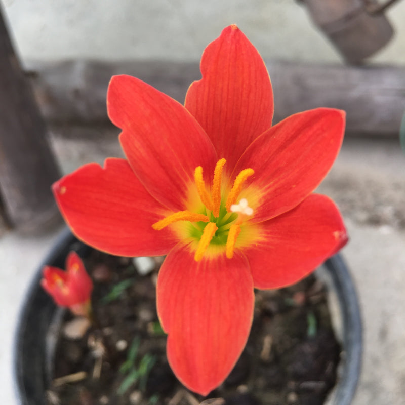 Pride of Singapore Zephyranthes Red Rain Lily Flower Bulb