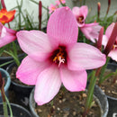 Jumbo Zephyranthes Rain Lily Flower Bulb