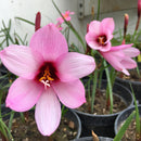 Jumbo Zephyranthes Rain Lily Flower Bulb