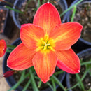 Chinda Zephyranthes Rain Lily Flower Bulb