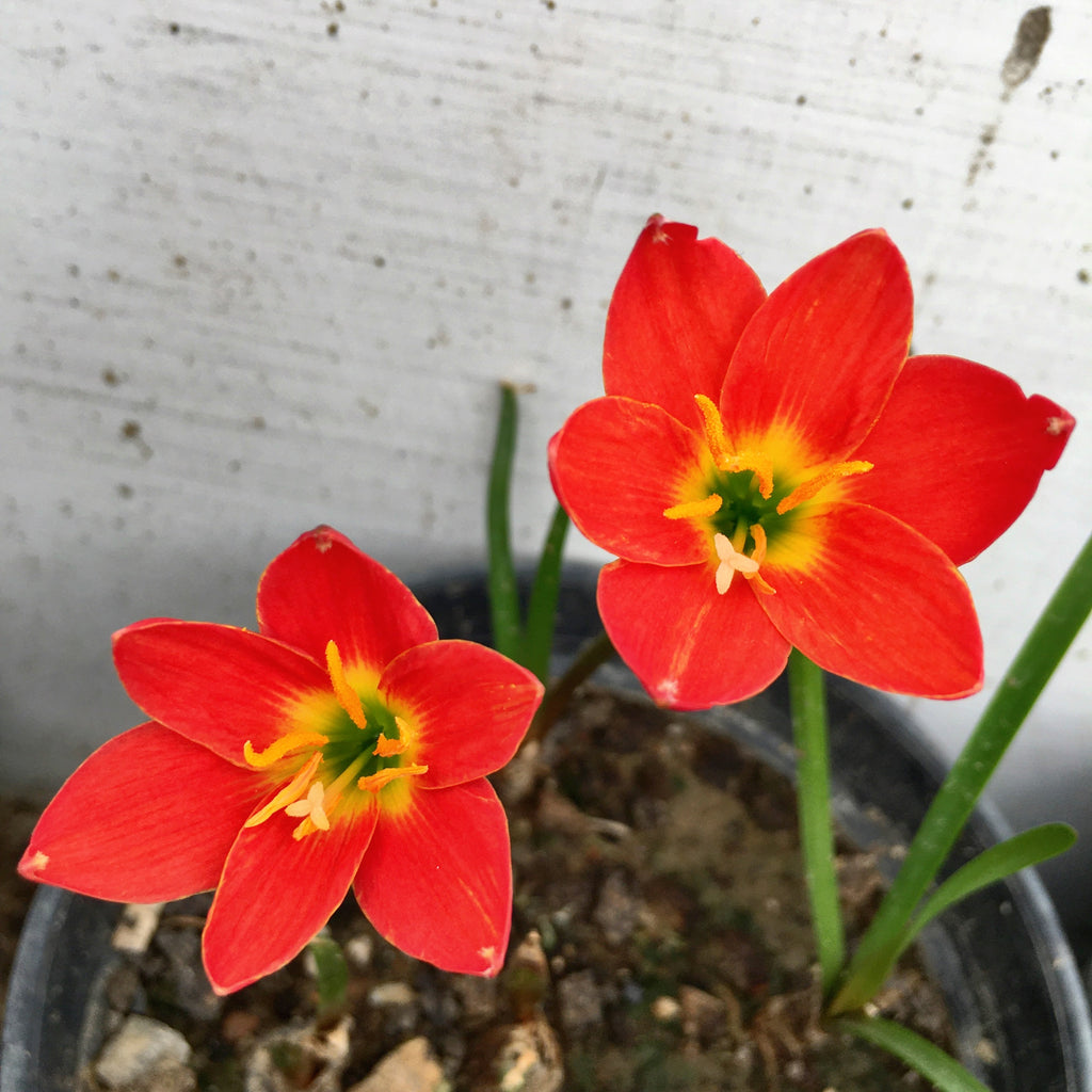 singapore lily flower Pride of Singapore Zephyranthes Red Rain Lily Flower Bulb