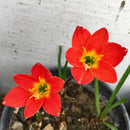 Pride of Singapore Zephyranthes Red Rain Lily Flower Bulb