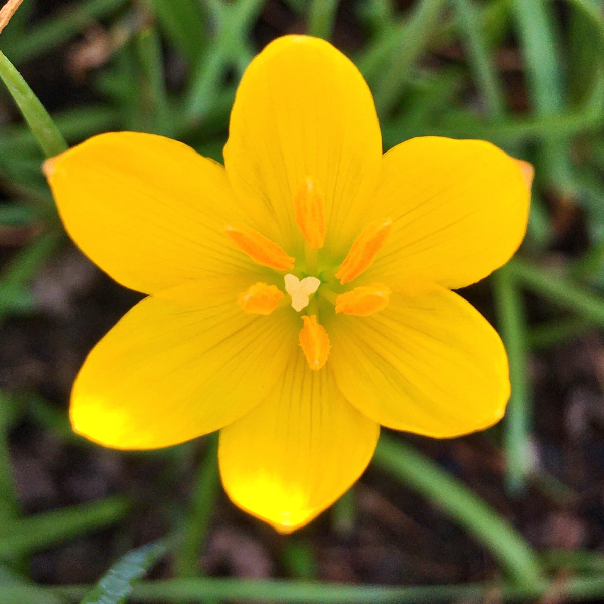 yellow rain lily flower Yellow Rain Lily Zephyranthes Yellow Color Flower Bulbs