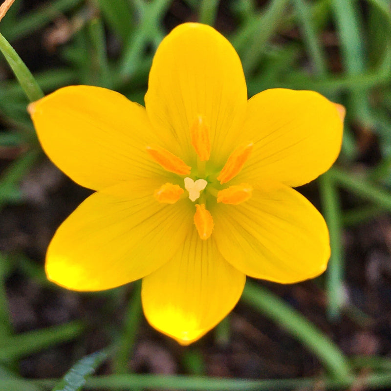 Yellow Rain Lily Zephyranthes Yellow Color Flower Bulbs