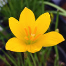 Yellow Rain Lily Zephyranthes Yellow Color Flower Bulbs