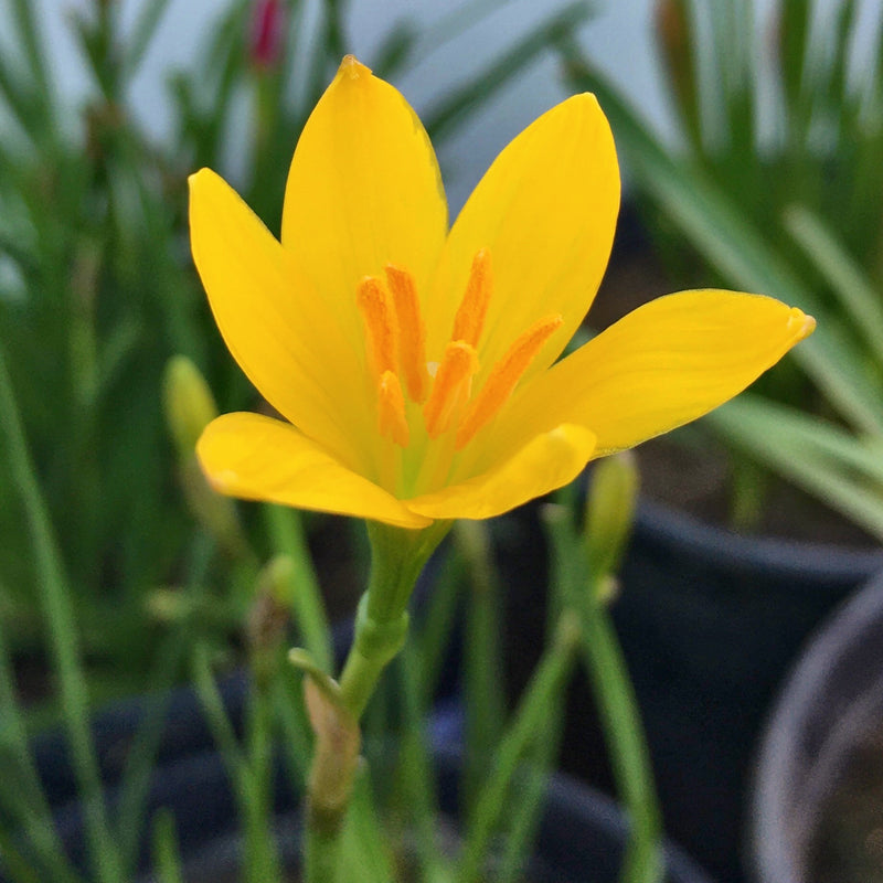 Yellow Rain Lily Zephyranthes Yellow Color Flower Bulbs