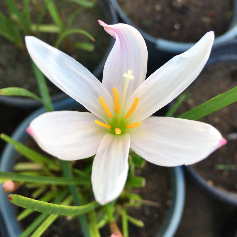 Light Pink Rain Lily Zephyranthes Flower Bulbs