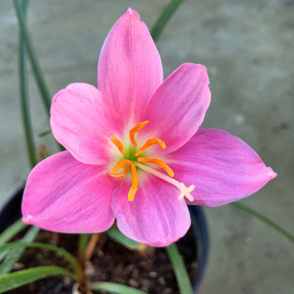 pink rain lily flower Pink Rain Lily Zephyranthes Flower Bulbs