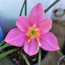 Pink Rain Lily Zephyranthes Flower Bulbs
