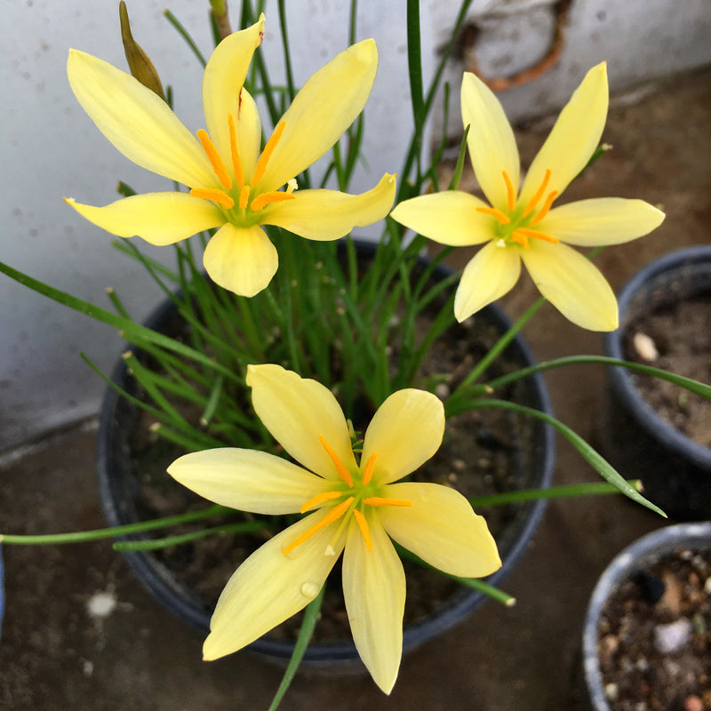 yellow rain lily flower Lemon Rain Lily Zephyranthes Lemon Color Flower Bulbs