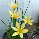 Lemon Rain Lily Zephyranthes Lemon Color Flower Bulbs
