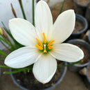 White Rain Lily Zephyranthes Flower Bulbs