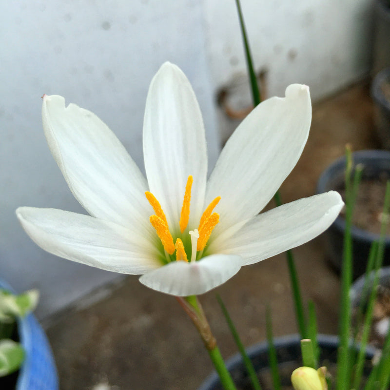 white lily flower bulbs White Rain Lily Zephyranthes Flower Bulbs